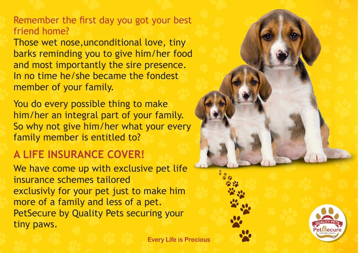 Love your pets by insuring them,says Jigyasu Kothari,Founder,Quality Pets